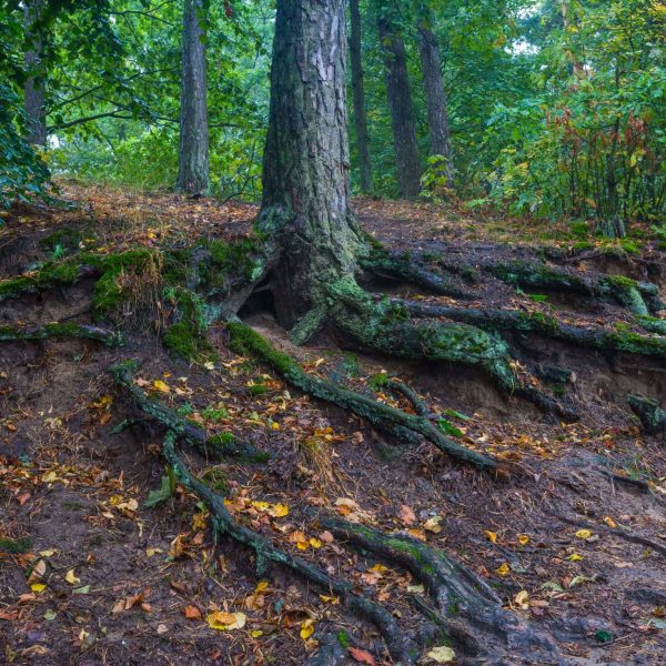 Beautiful autumnal forest landscape with close up of trees roots. Foggy morning in september in forest.