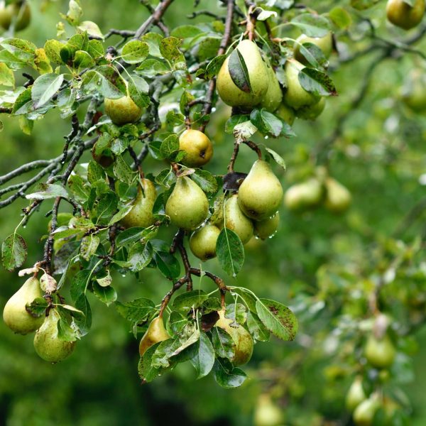 elena-kloppenburg-Pear Harvest Branches