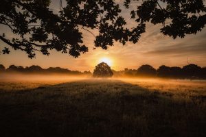 simon-wilkes-Sunrise with Trees